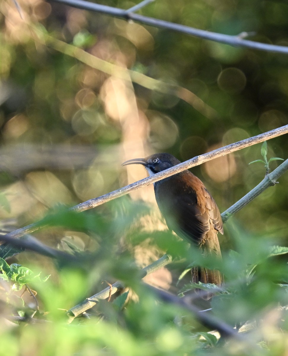 Black-necklaced Scimitar-Babbler - ML645605989