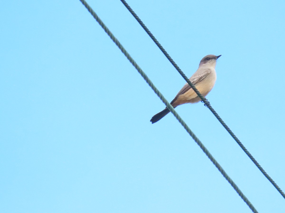 Say's Phoebe - ML645605991