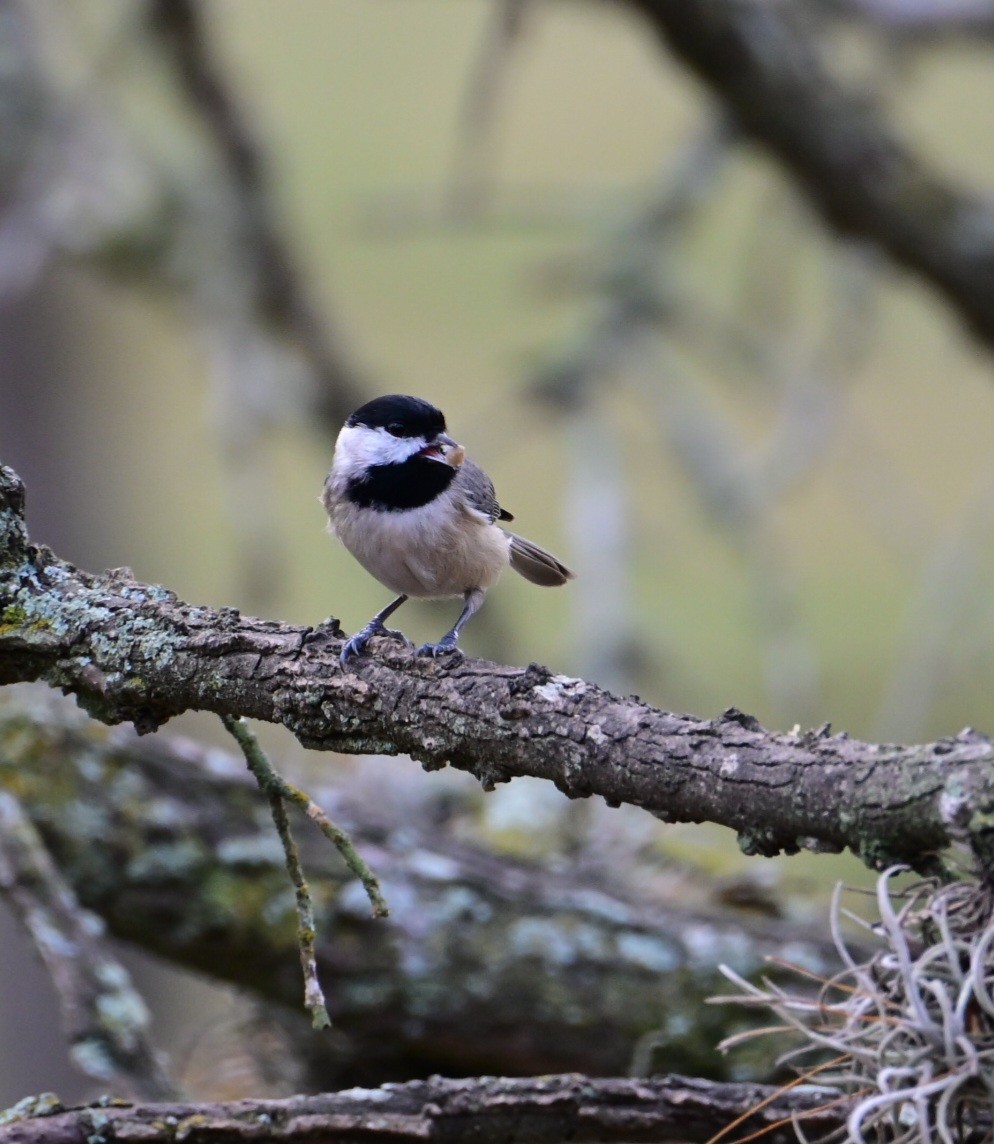 Carolina Chickadee - ML645605993