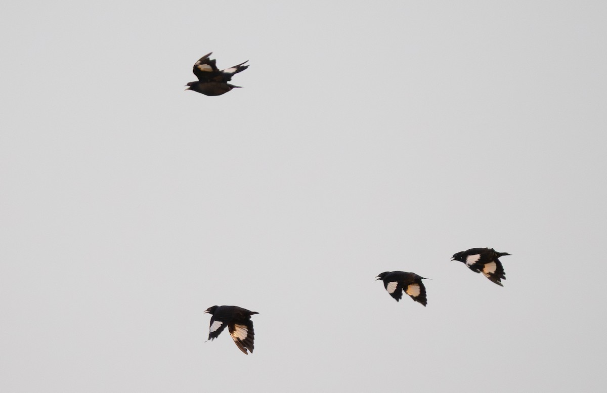 Crested Myna - ML645605994