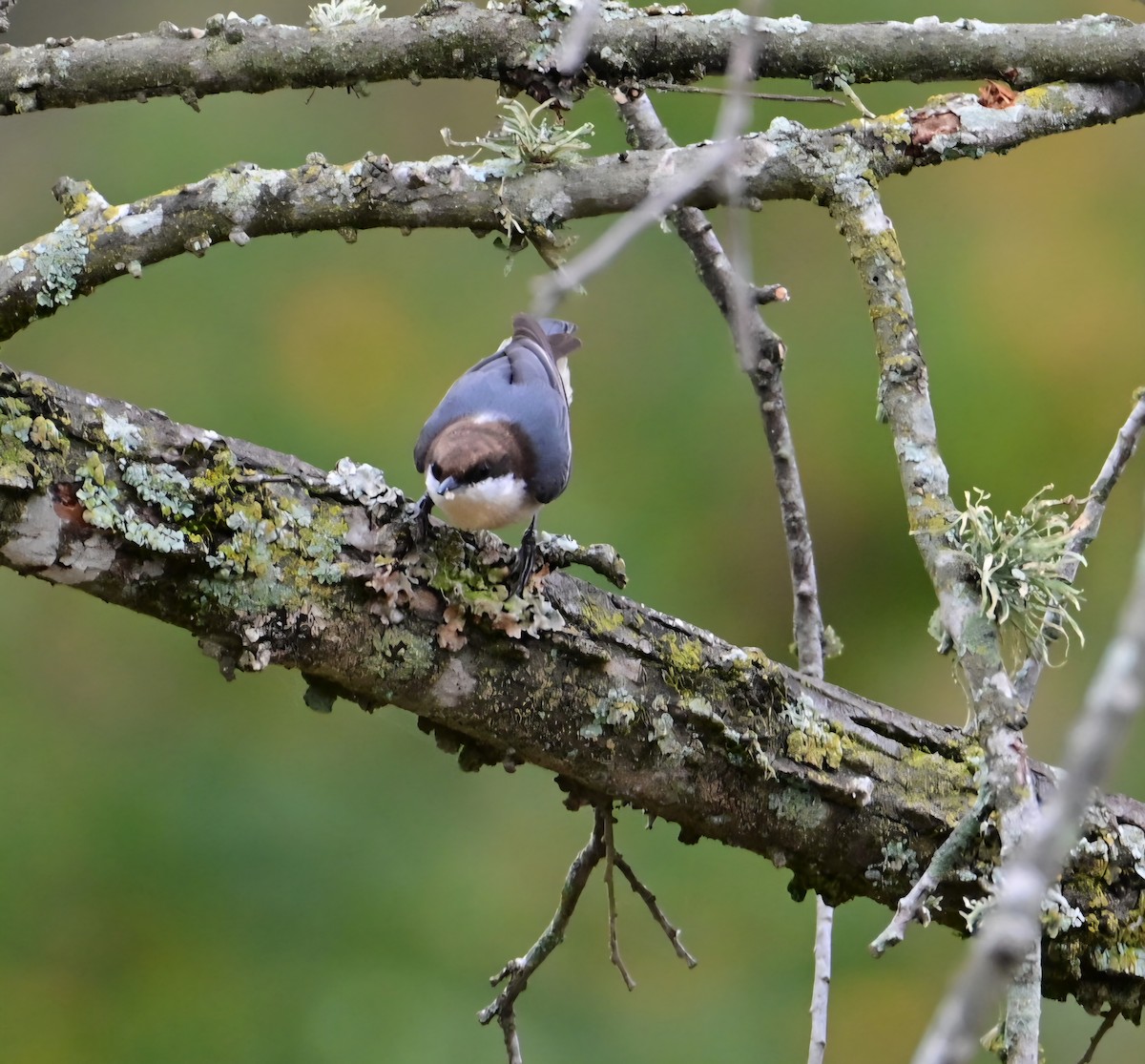 Brown-headed Nuthatch - ML645605996