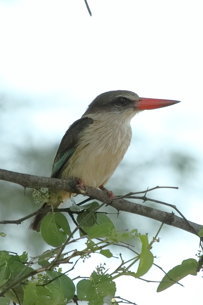 Brown-hooded Kingfisher - ML645605997