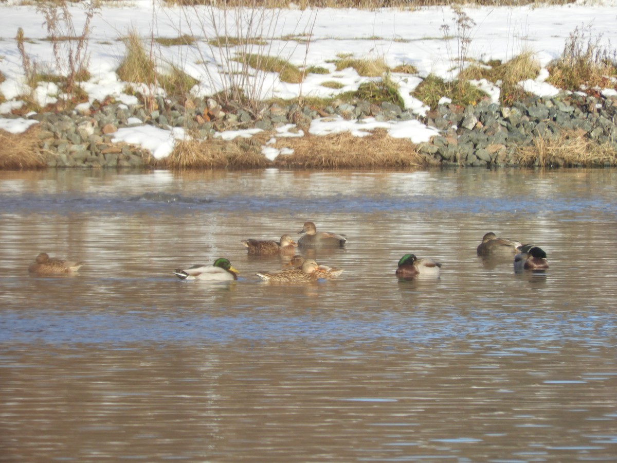 ברווז אפור - ML645605999