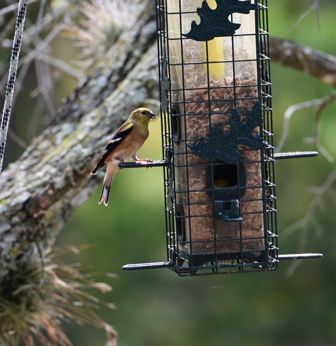 American Goldfinch - ML645606002