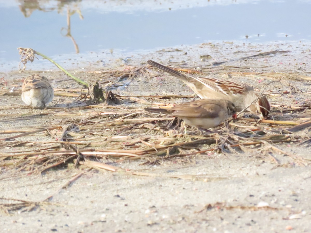 אלמנה חדת-זנב - ML645606003
