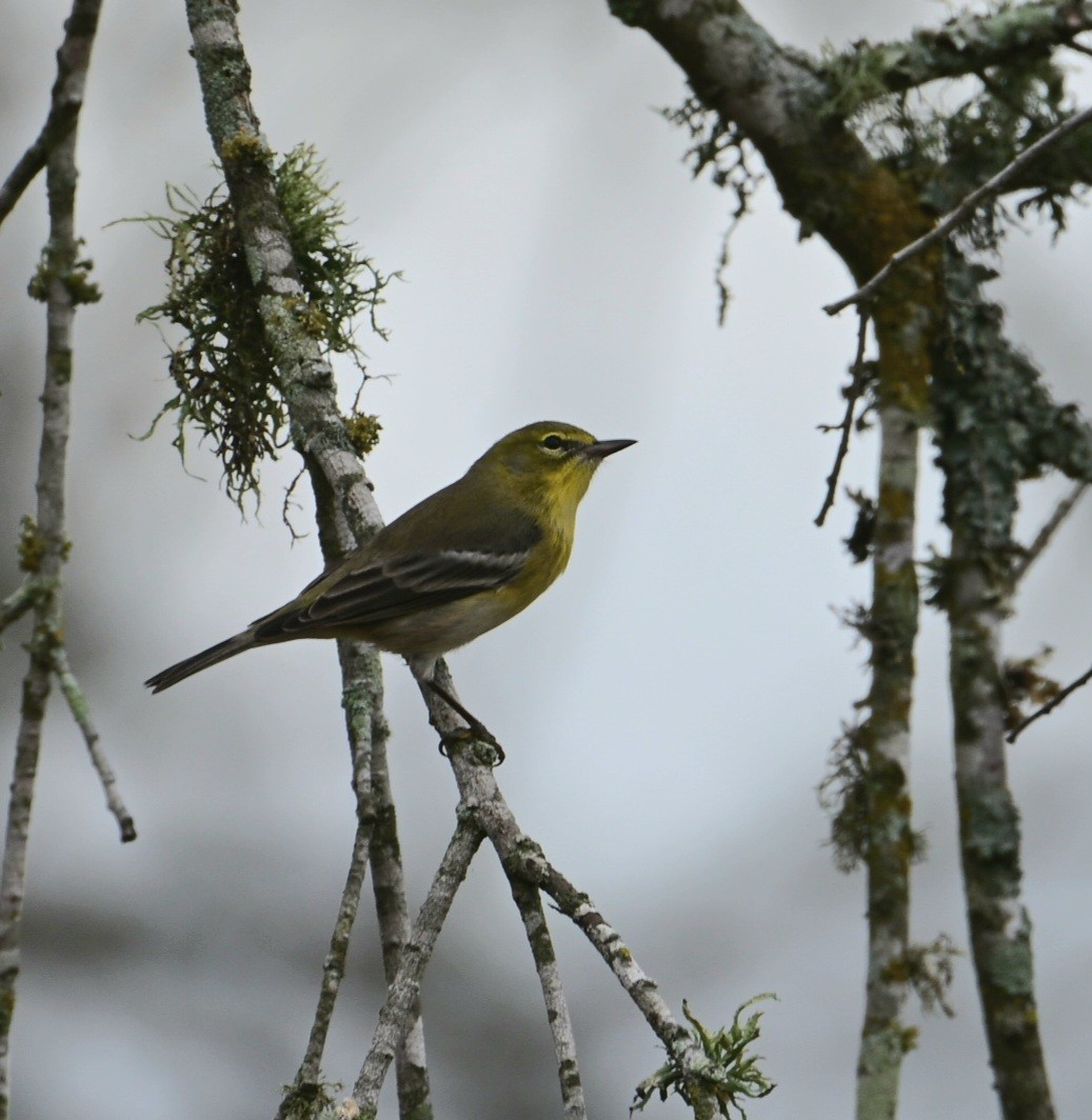 סבכון אורנים - ML645606007