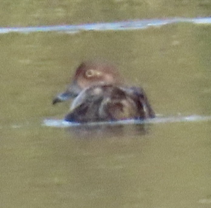 Redhead - ML645606018