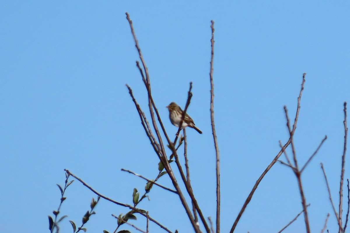 Savannah Sparrow - ML645606019