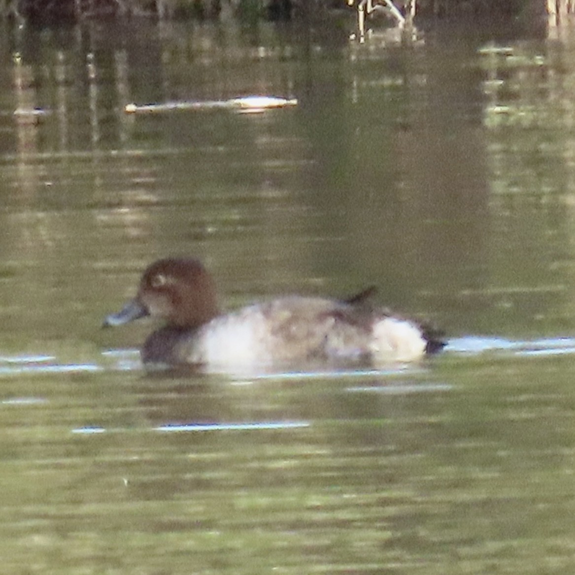Redhead - ML645606020