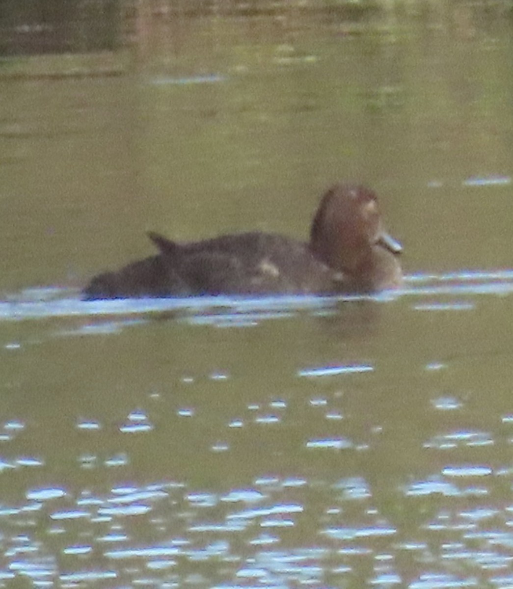 Redhead - ML645606021