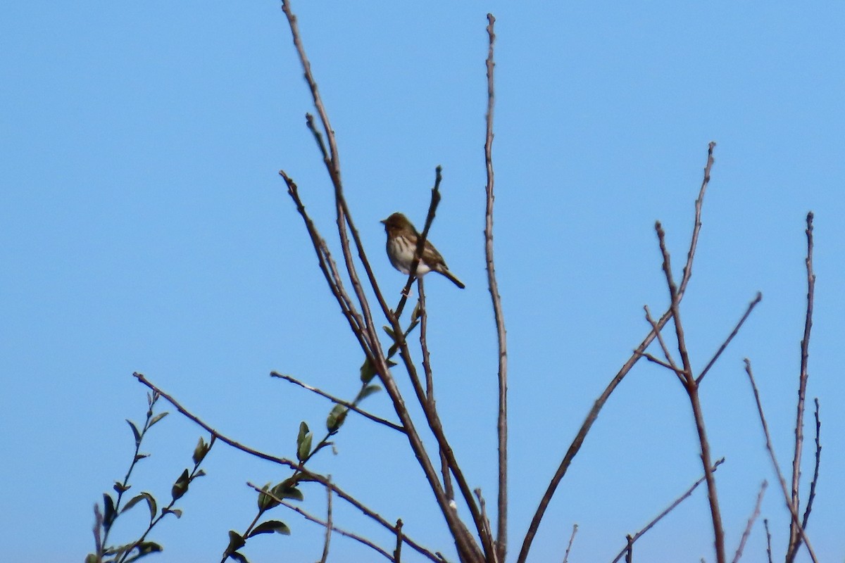 Savannah Sparrow - ML645606022