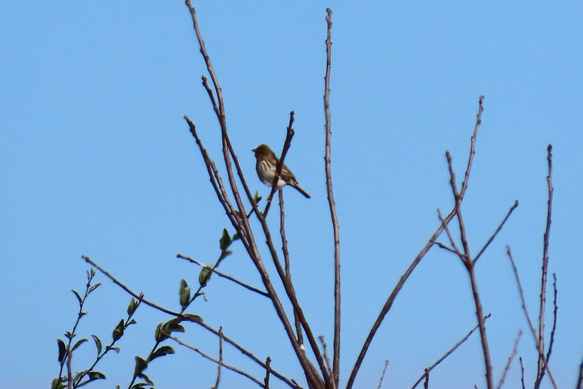 Savannah Sparrow - ML645606023