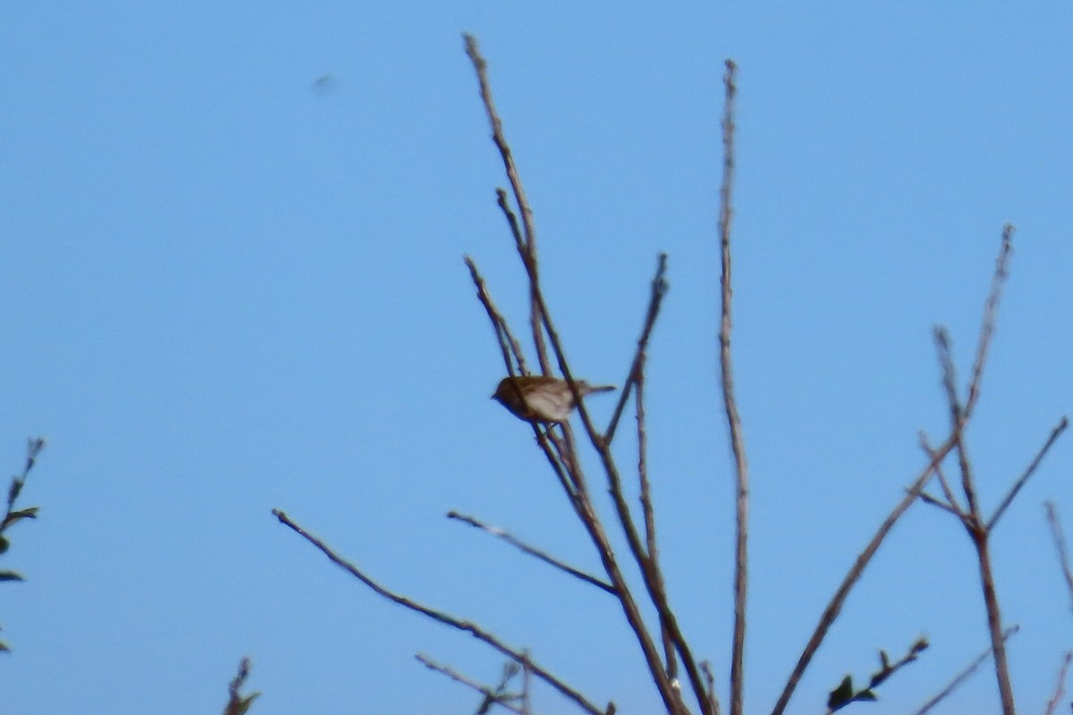 Savannah Sparrow - ML645606024