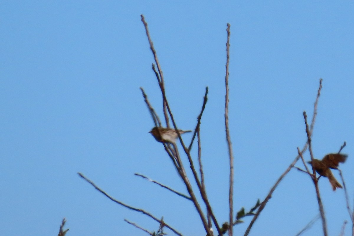 Savannah Sparrow - ML645606025