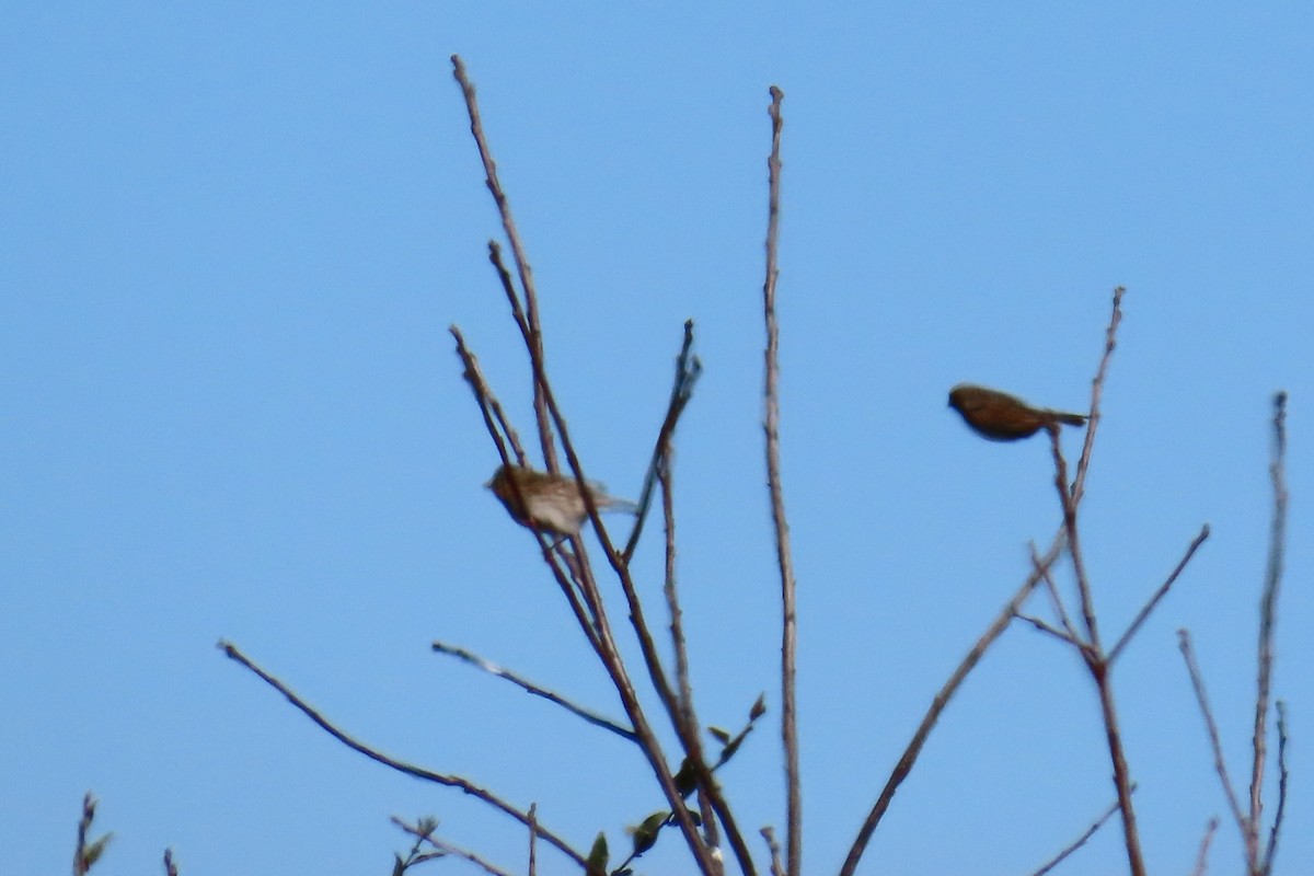 Savannah Sparrow - ML645606026