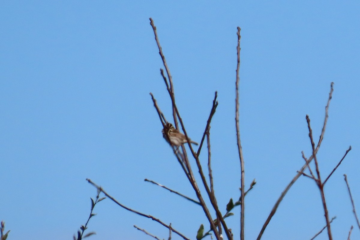 Savannah Sparrow - ML645606027