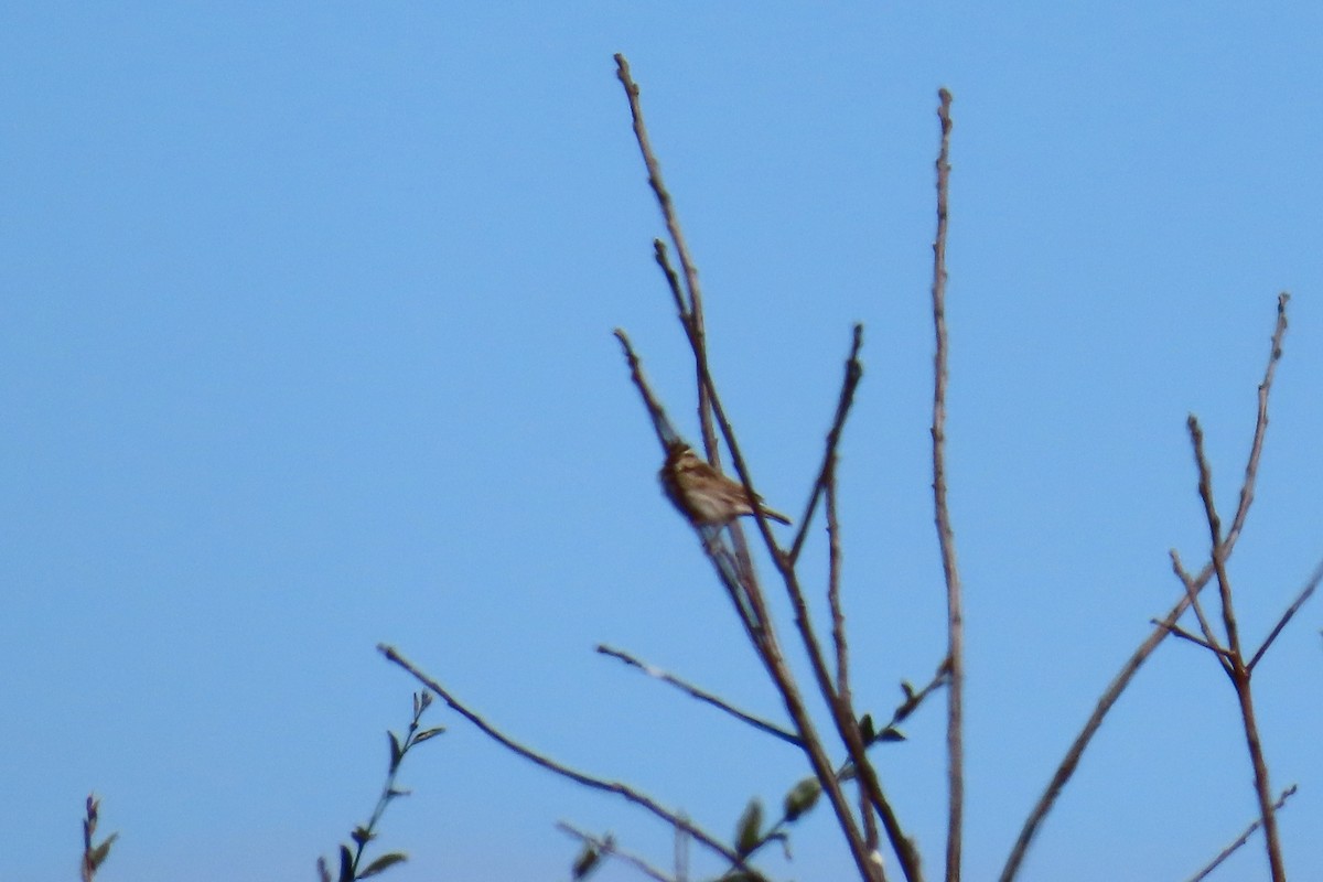 Savannah Sparrow - ML645606028