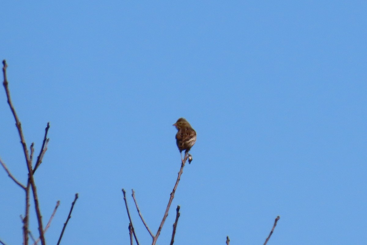 Savannah Sparrow - ML645606029