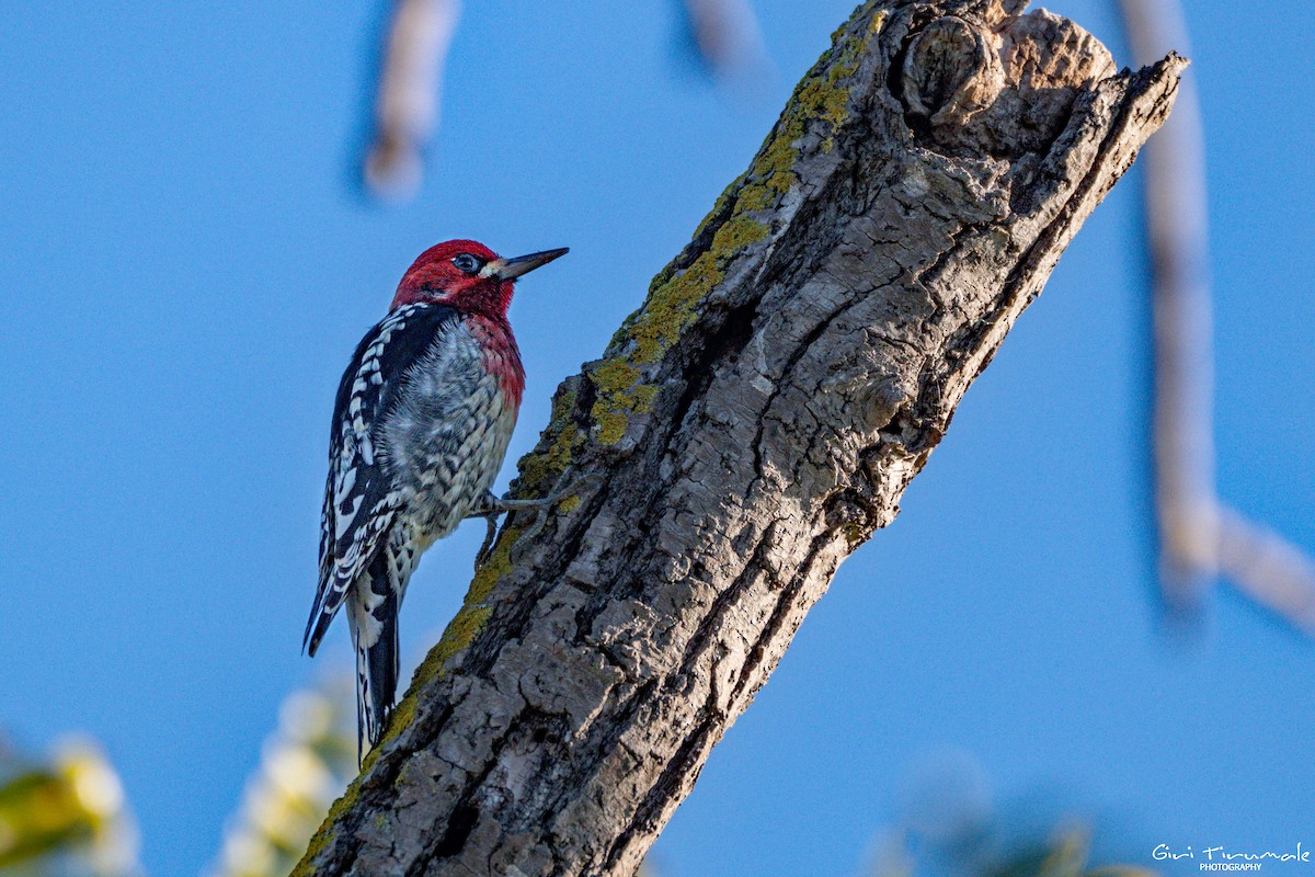Red-breasted Sapsucker - ML645606035