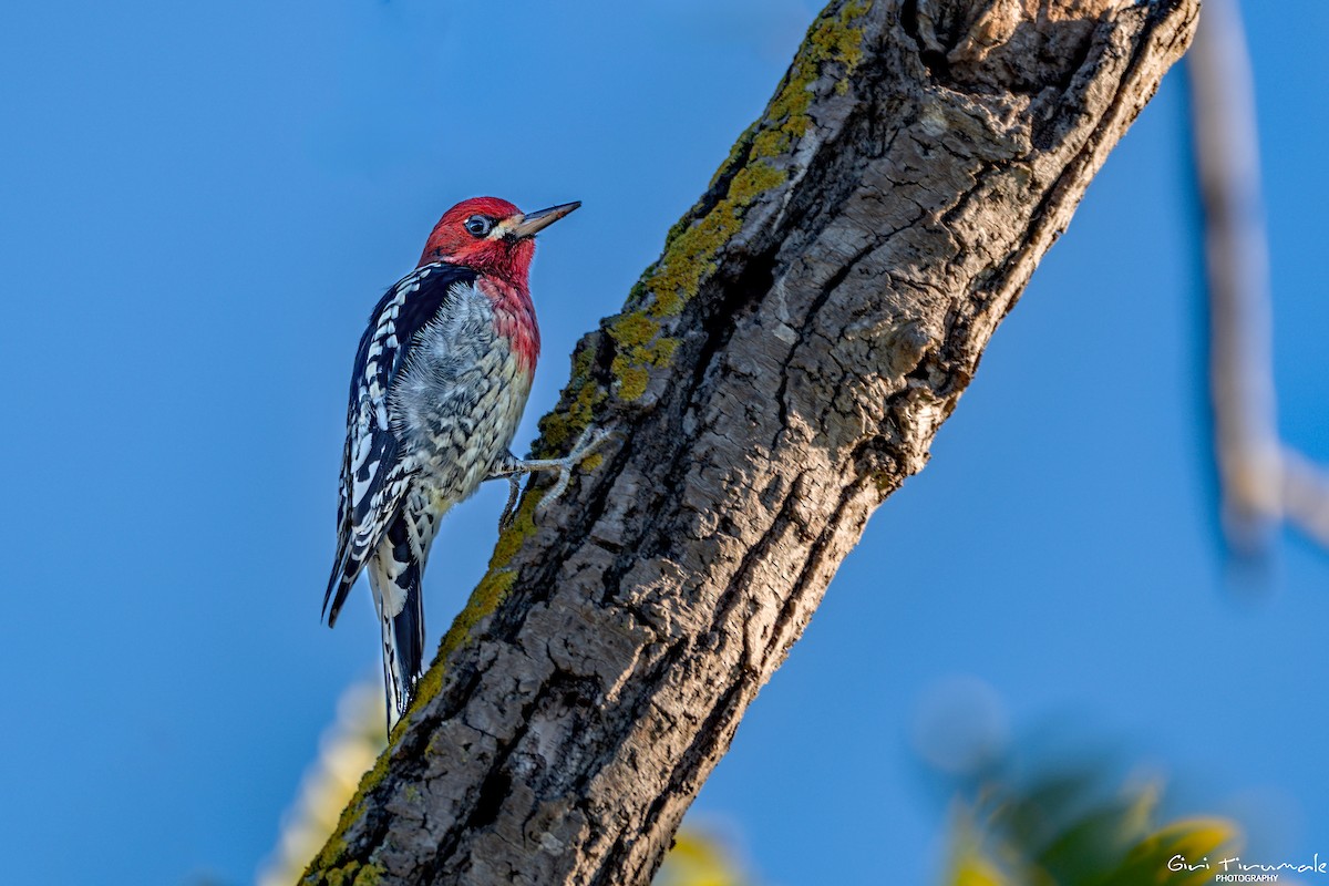 Red-breasted Sapsucker - ML645606036