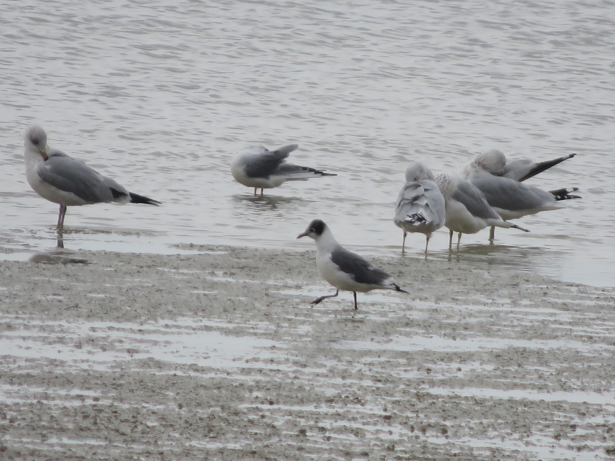 Franklin's Gull - ML645606072