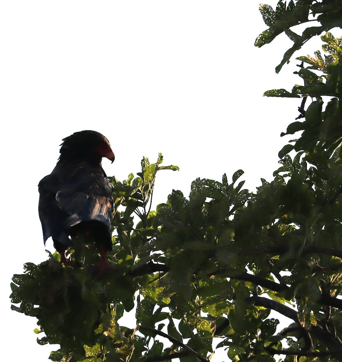 Bateleur - ML645606079