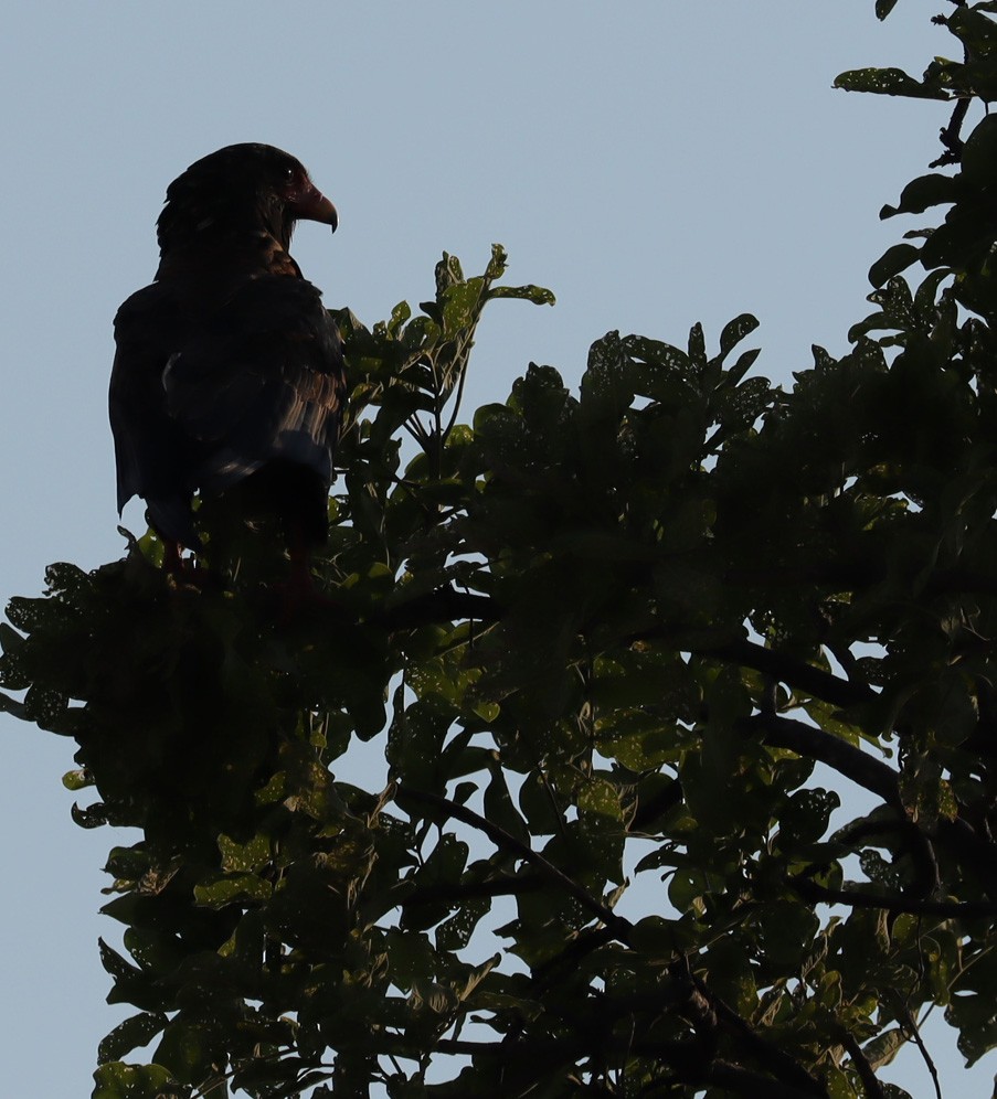 Bateleur - ML645606080