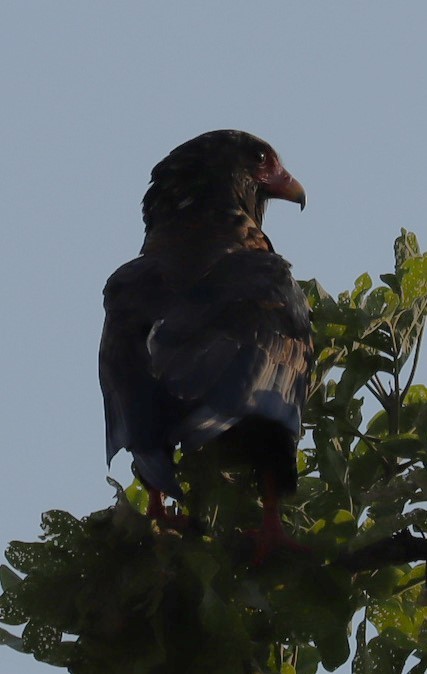 Bateleur - ML645606081
