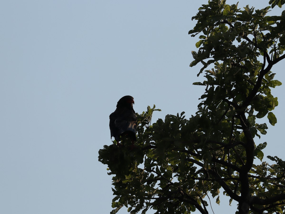 Bateleur - ML645606082