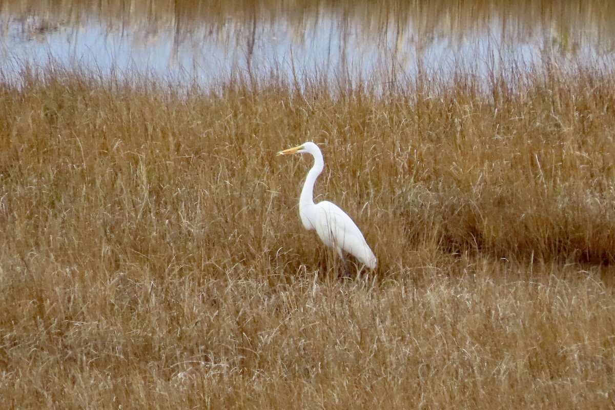 volavka bílá - ML645606098