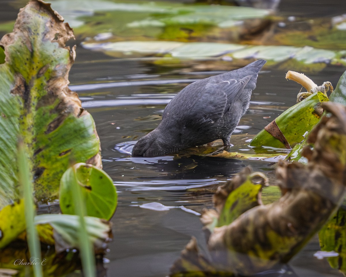 Ur-zozo iparramerikarra - ML645606110