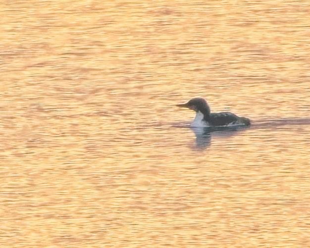 potáplice pacifická - ML645606115