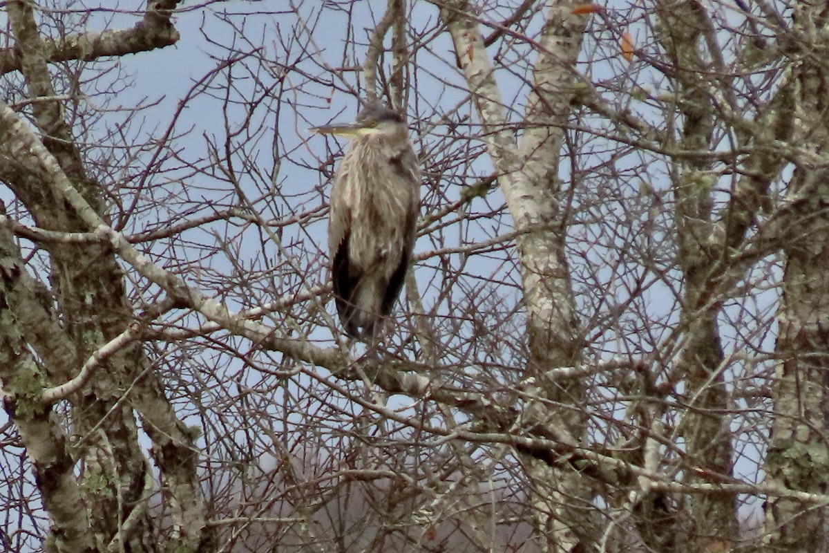 volavka velká - ML645606116