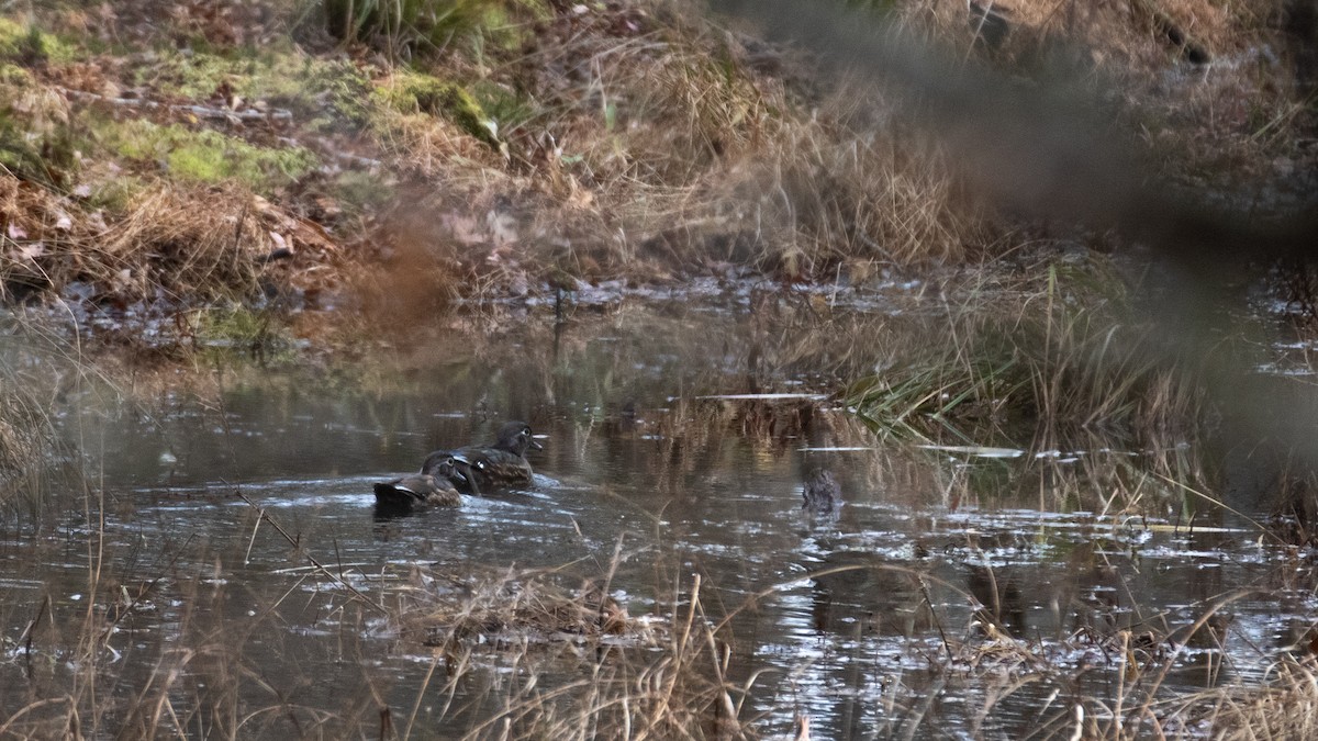 Wood Duck - ML645606126