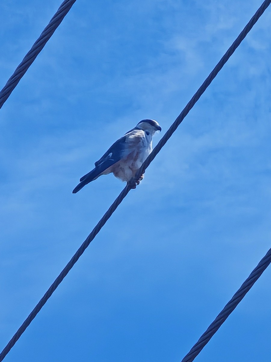 Pearl Kite - ML645606127