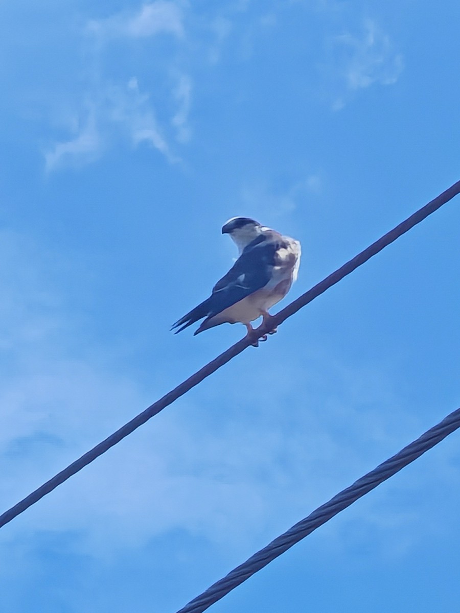 Pearl Kite - ML645606128