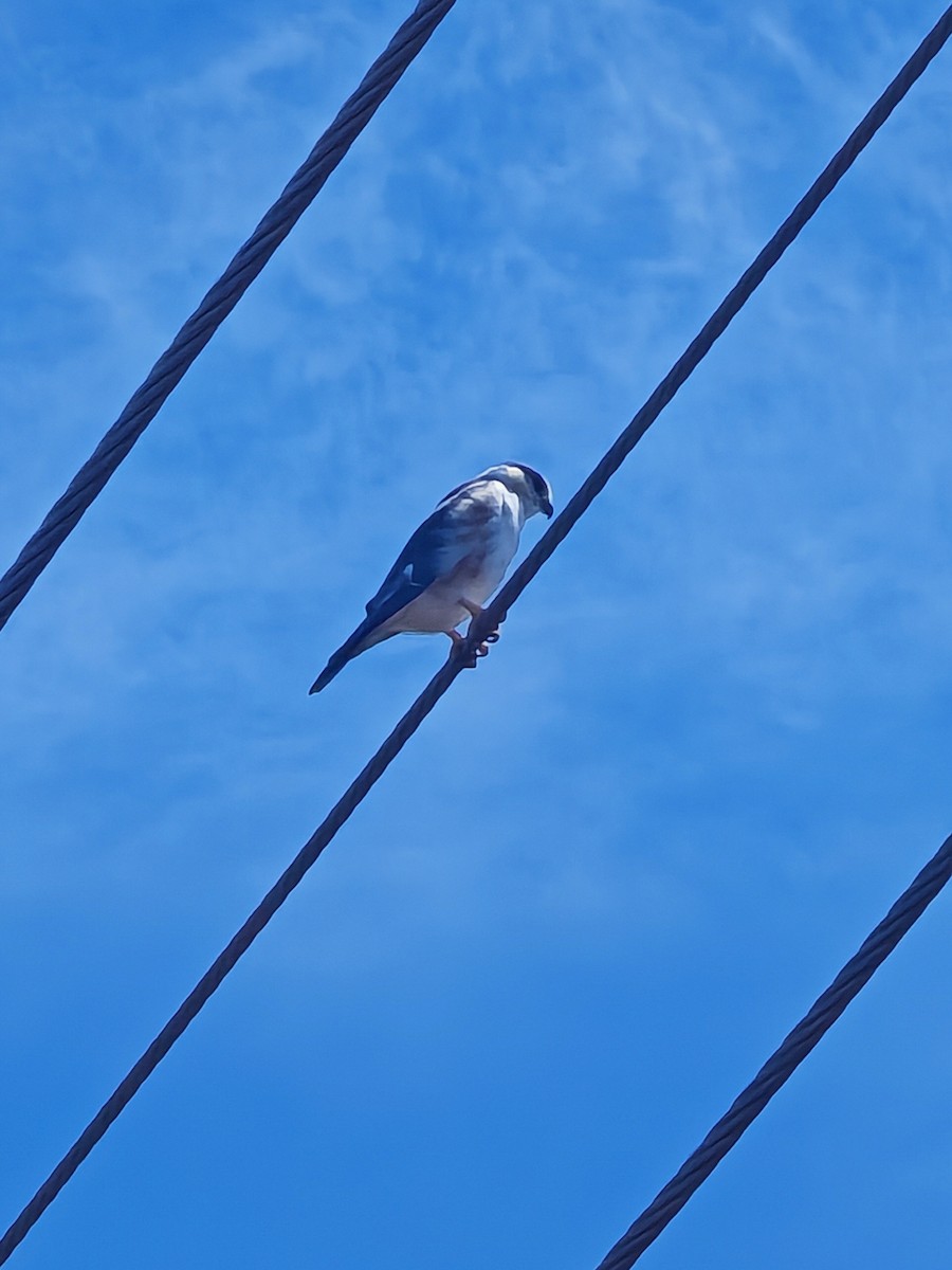 Pearl Kite - ML645606129