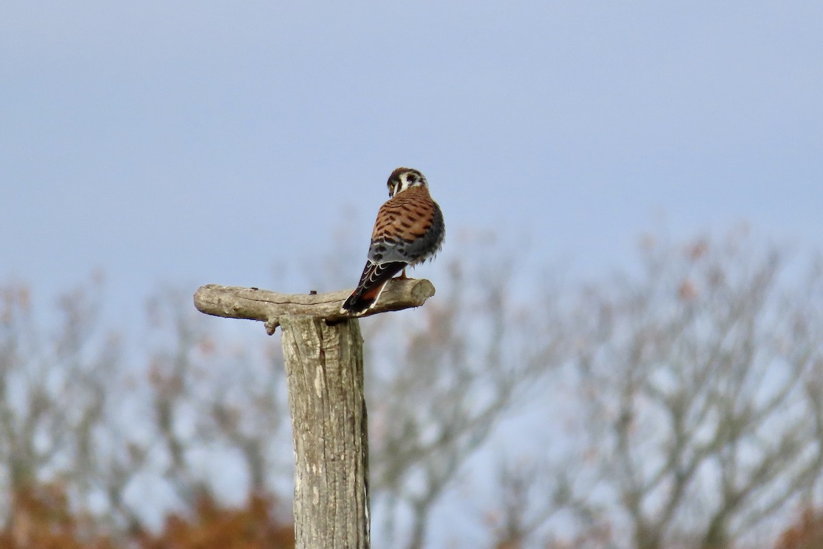 poštolka pestrá - ML645606131