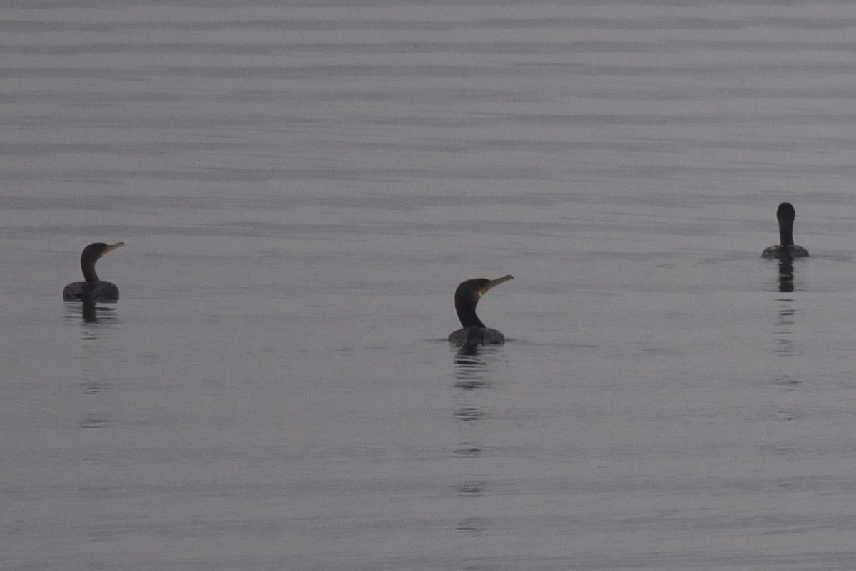 Great Cormorant - ML645606132