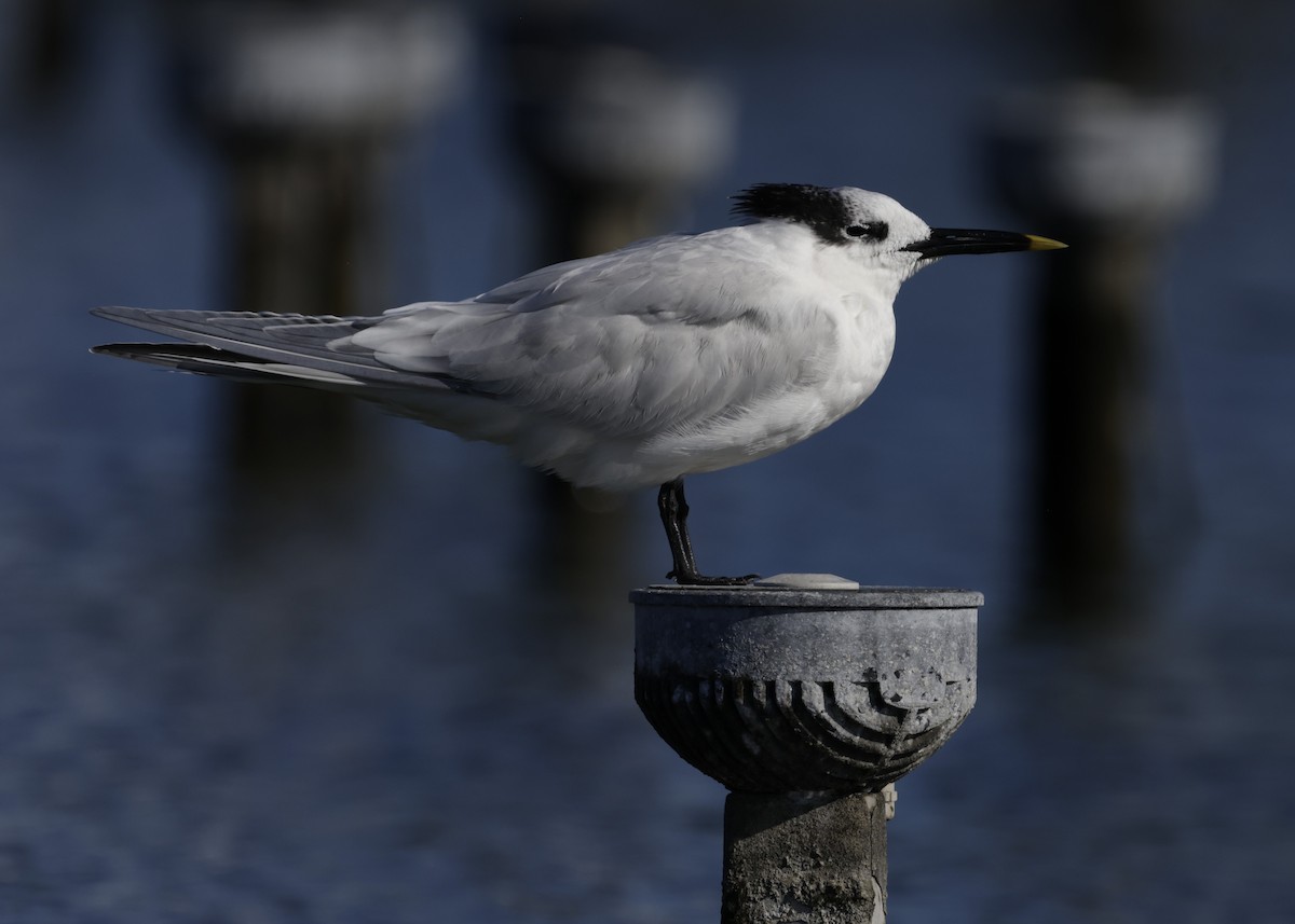 Sandwich Tern - ML645606140