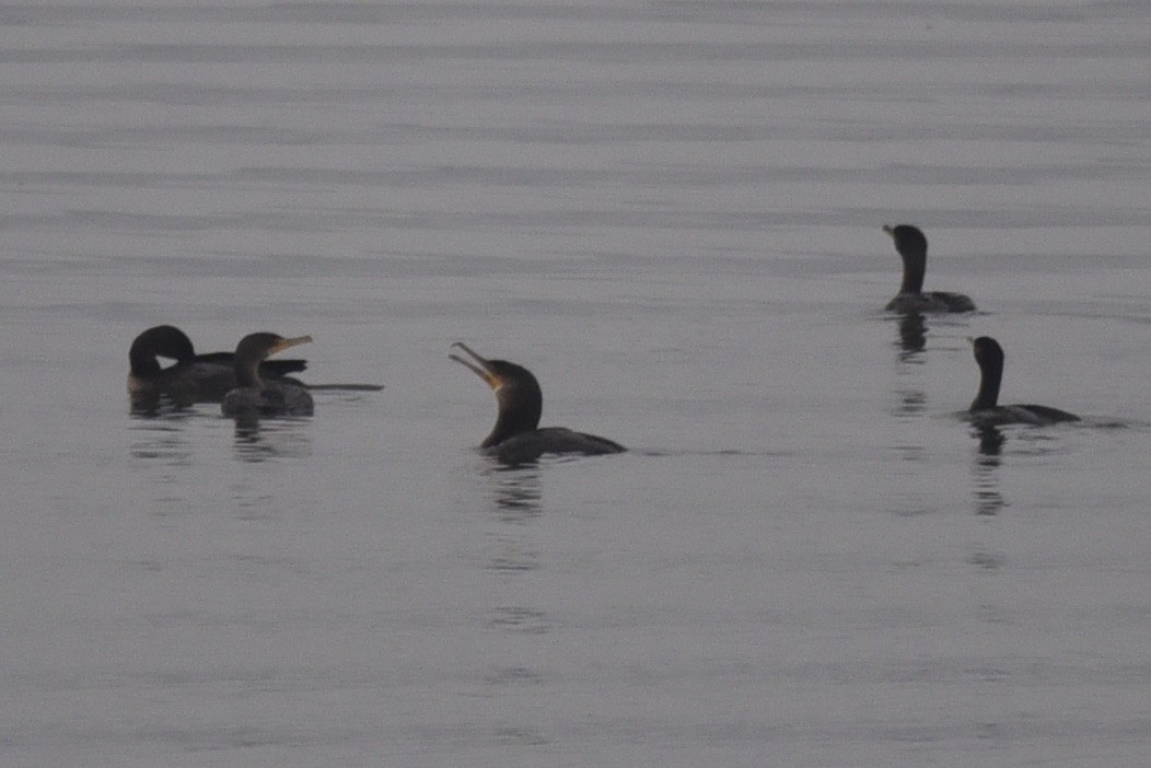 Great Cormorant - ML645606142