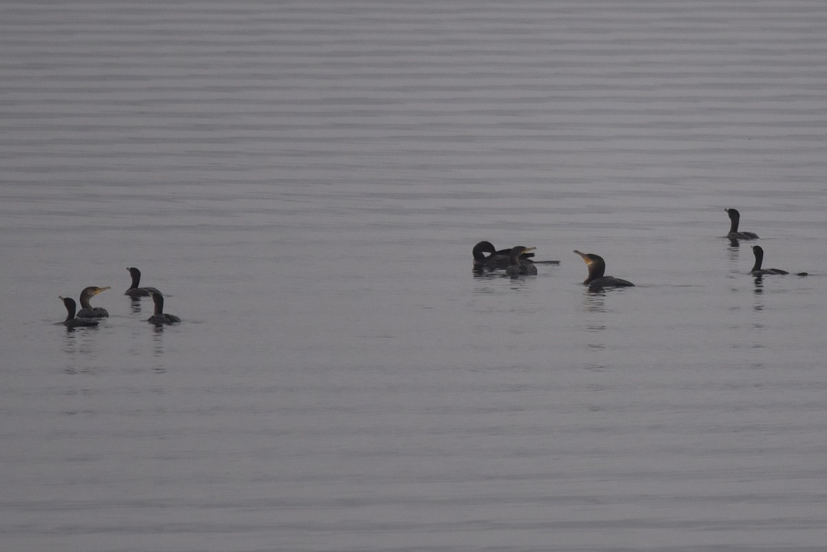 Great Cormorant - ML645606143