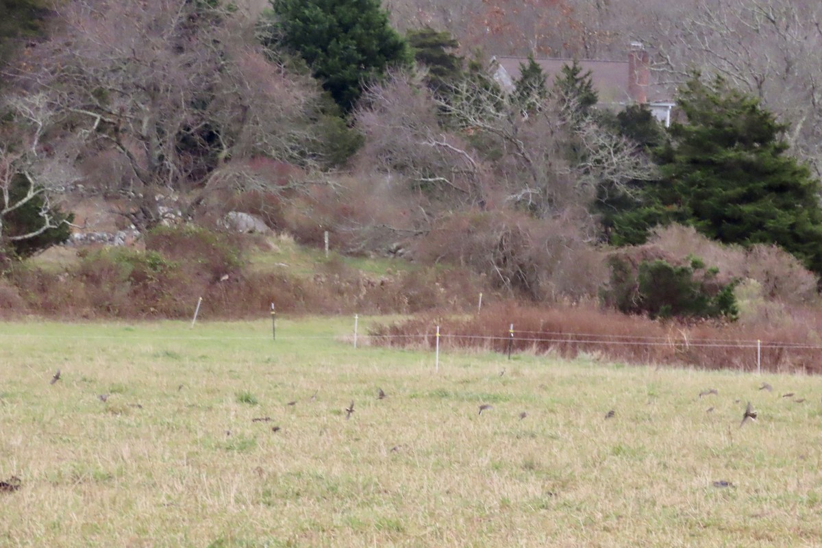 linduška tundrová - ML645606144