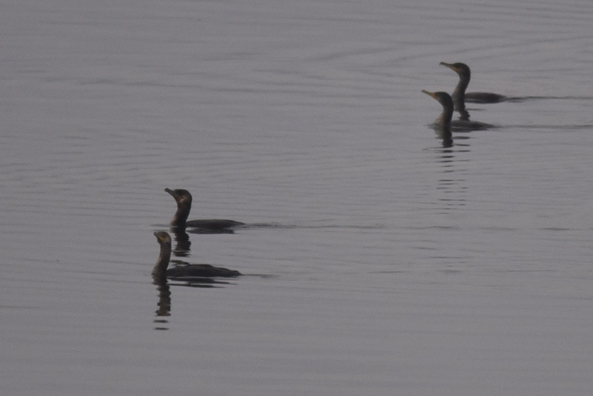 Great Cormorant - ML645606150