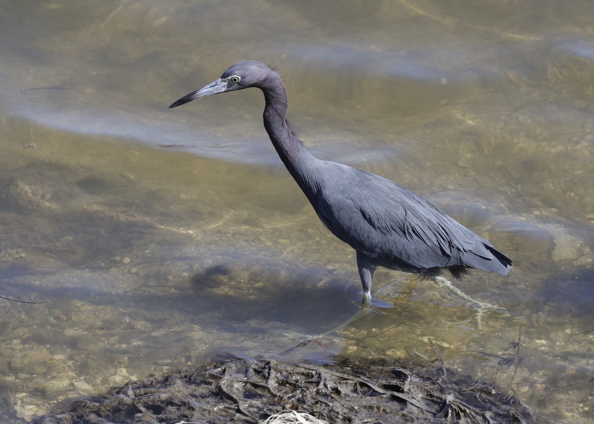 Little Blue Heron - ML645606151