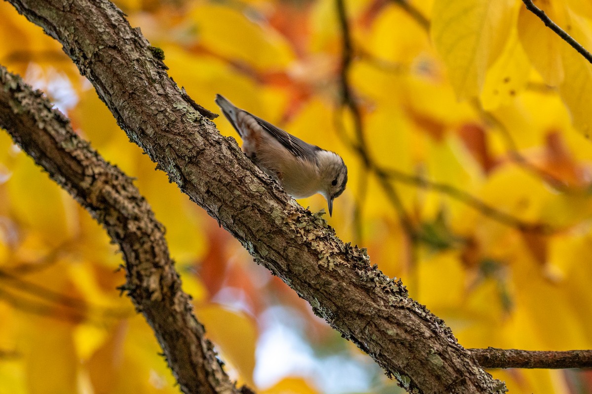 White-breasted Nuthatch - ML645606152