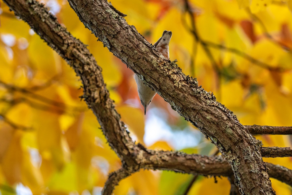 White-breasted Nuthatch - ML645606153