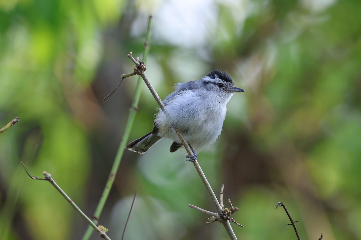 Kara Başlı Karıncaçıvgını - ML645606162