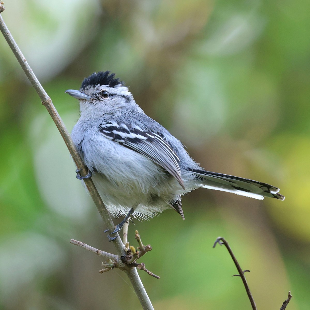 Kara Başlı Karıncaçıvgını - ML645606163