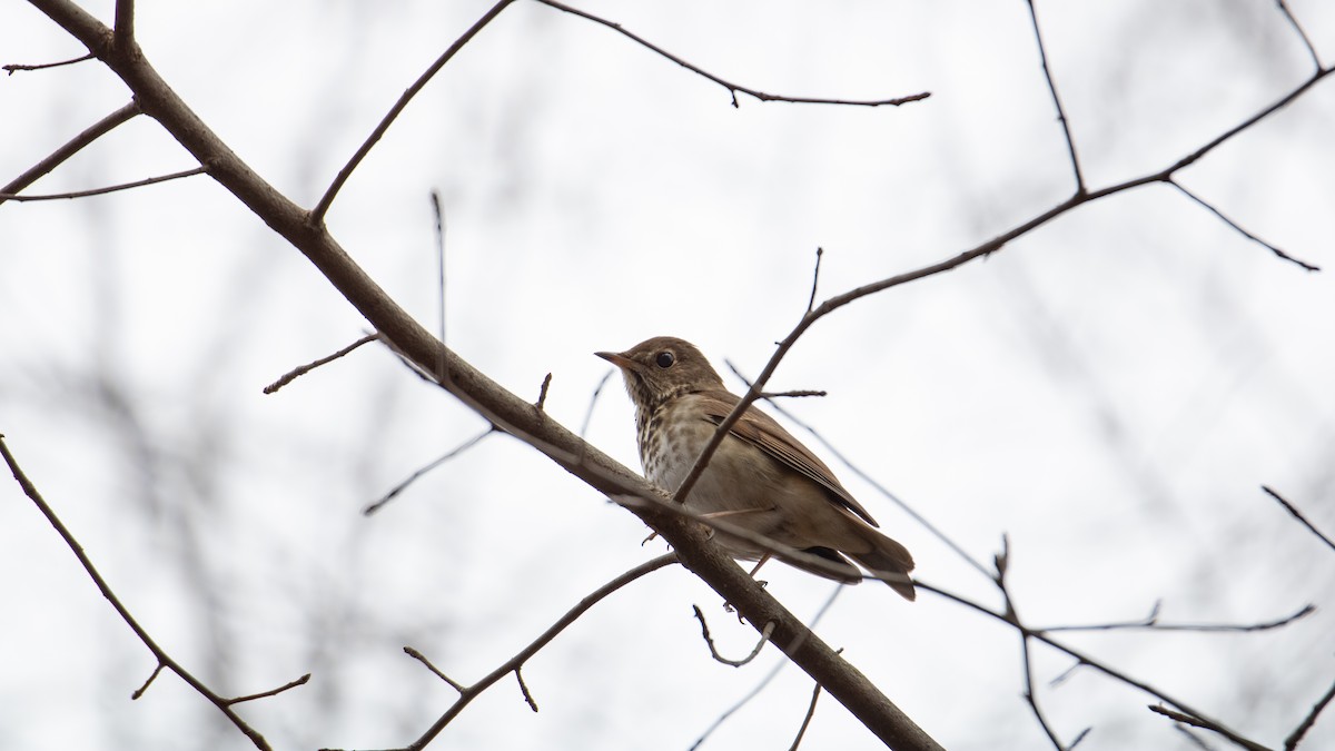 Hermit Thrush - ML645606164